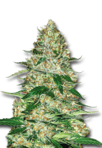 Northern Lights Autoflower Cannabis Seeds