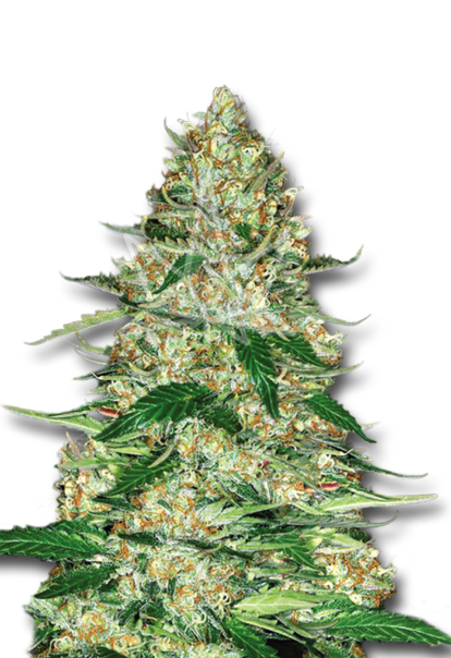 northern lights autoflower seeds