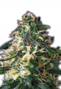 Northern Lights Autoflower Cannabis Seeds