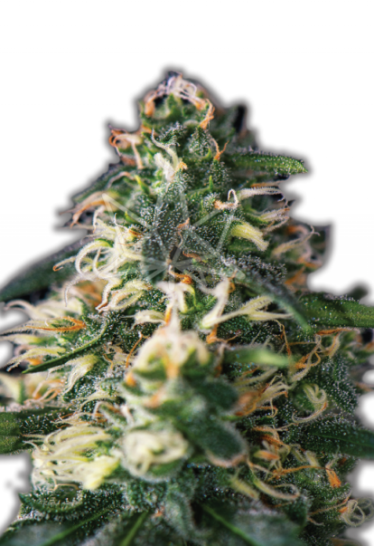 northern lights autoflower seeds 800x1166 1