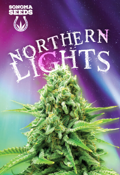 northern lights seeds