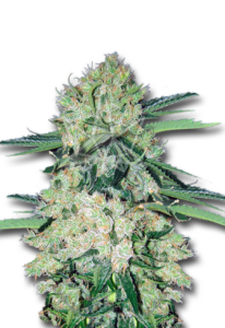 NYC Diesel Autoflower Cannabis Seeds