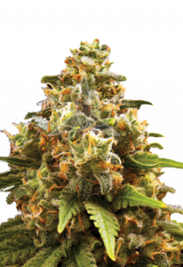 OG Kush Autoflower Cannabis Seeds