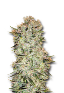 Original Skunk Regular Cannabis Seeds