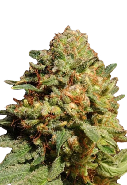 pineapple express autoflowering seeds