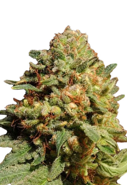 pineapple express autoflowering seeds opt