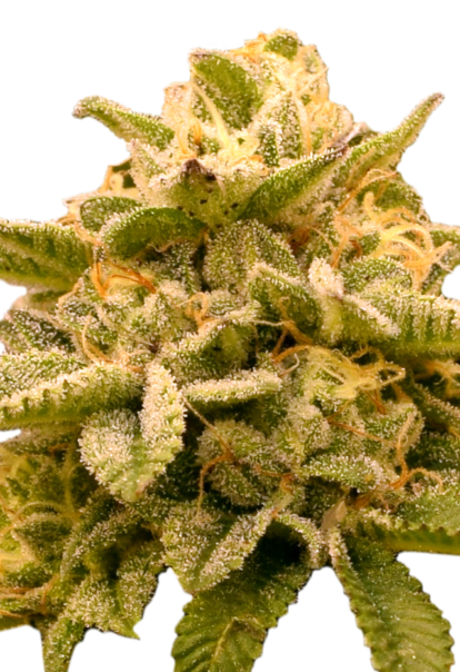 platinum og feminized seeds