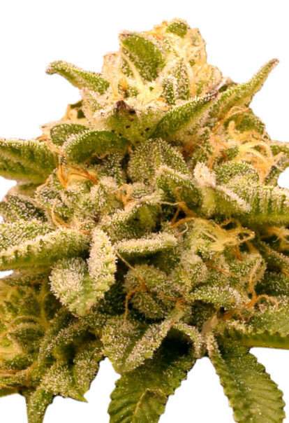 platinum og feminized seeds opt