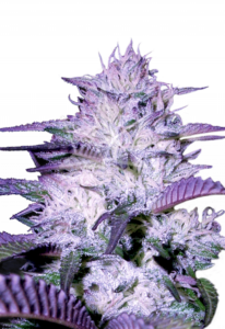 Purple Kush Autoflower Cannabis Seeds