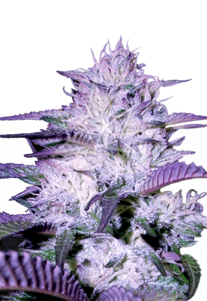 purple kush autoflower seeds 800x1166 1 1