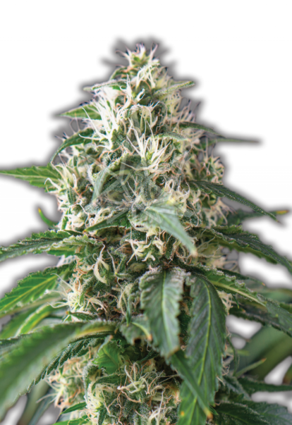 purple kush autoflower seeds 800x1166 1