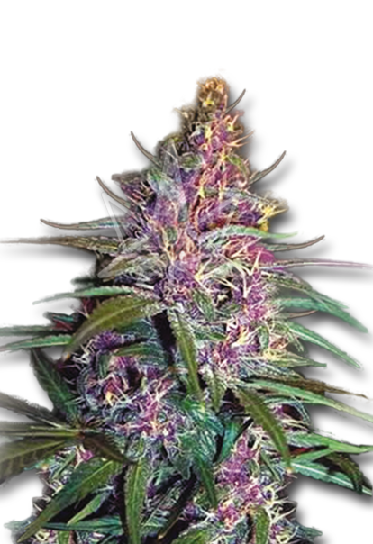 purple kush feminized seeds