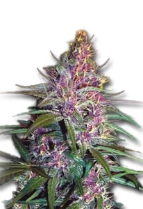 Purple Kush Feminized Cannabis Seeds