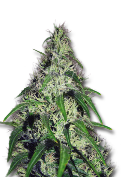 revolver autoflower seeds