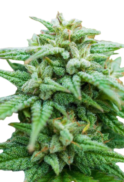 rockcandy feminized seeds 1