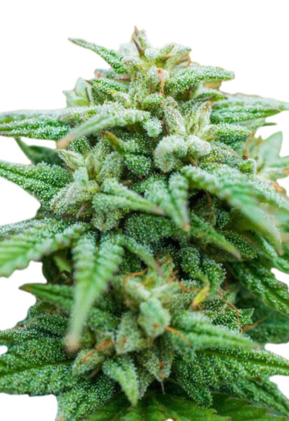 rockcandy feminized seeds opt 1