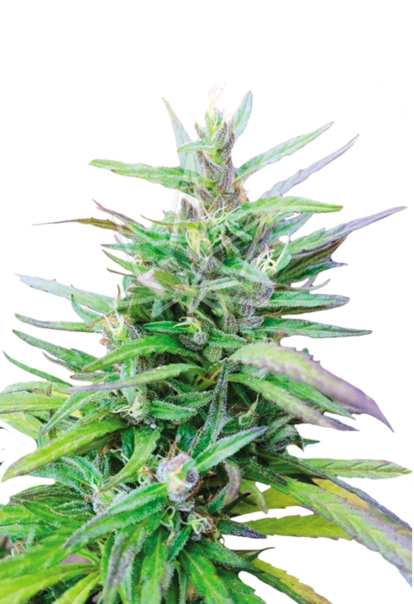 sativa star feminized seeds