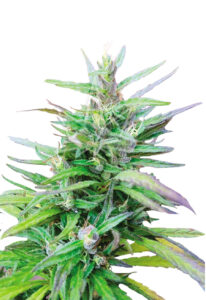 Sativa Star Feminized Cannabis Seeds