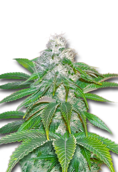 sour diesel feminized seeds