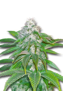 Sour Diesel Feminized Cannabis Seeds