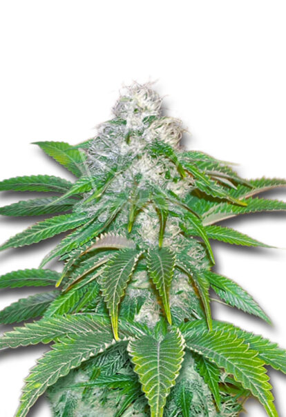 sour diesel feminized seeds opt