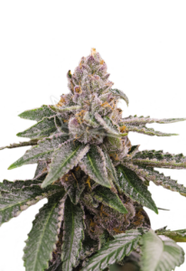 Sour Girl Autoflower Cannabis Seeds