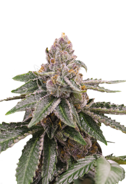 sour girl autoflower seeds