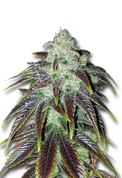 sour jack feminized seeds