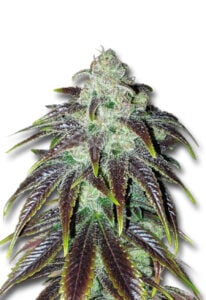 Sour Jack Feminized Cannabis Seeds