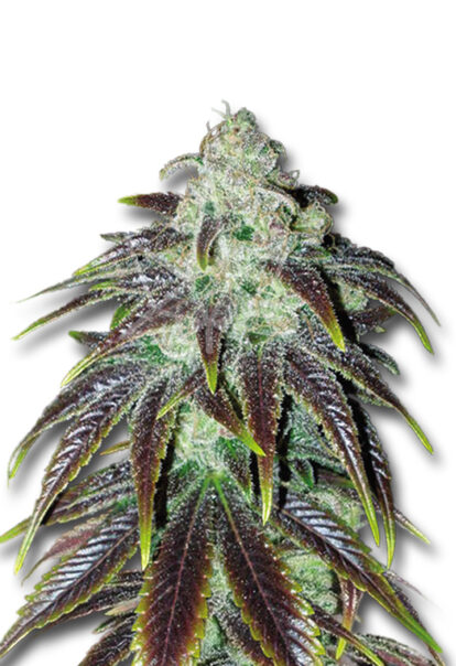 sour jack feminized seeds opt