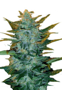 Sour Maui Autoflower Cannabis Seeds