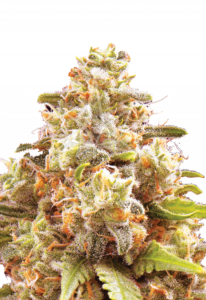 Strawberry Cough Autoflower Cannabis Seeds