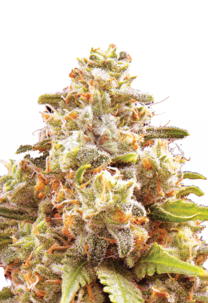 strawberry cough autoflower seeds 800x1166 1