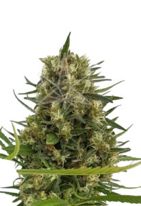 Strawberry Diesel Feminized