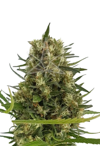 strawberry diesel feminized seeds 2 opt