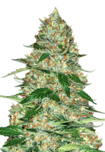 Cherry Pie Feminized Cannabis Seeds