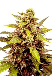 Juicy Fruit Feminized Cannabis Seeds