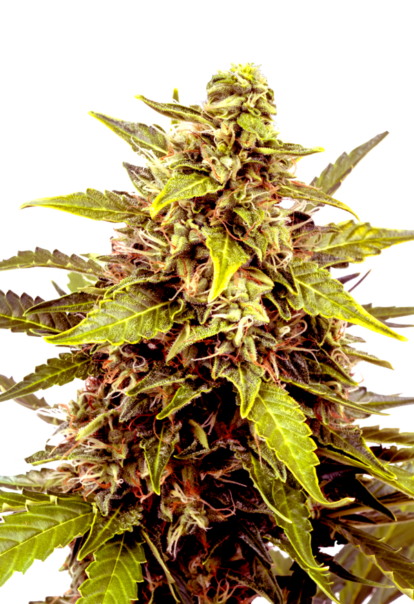 sunwestgenetics JuicyFruit 1