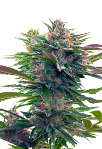 Lavender Feminized Cannabis Seeds