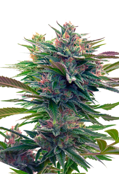 sunwestgenetics Lavender 1