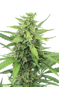 Pineapple Express AutoFlowering Cannabis Seeds