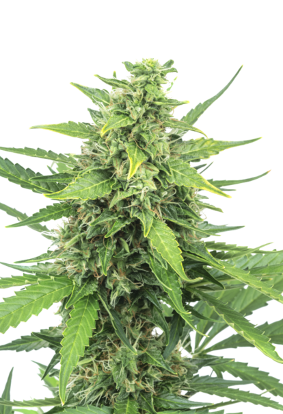 sunwestgenetics PineappleExpress 1