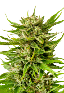 Sweet Tooth AutoFlowering Cannabis Seeds