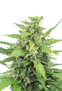 Agent Orange Feminized Cannabis Seeds