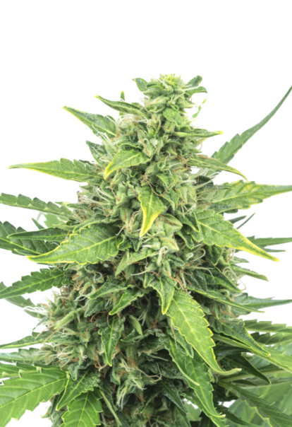 sunwestgenetics agent orange 1