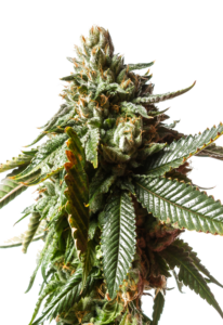 Critical Mass Feminized Cannabis Seeds