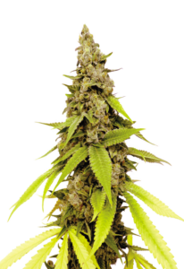 Strawberry Cough Feminized Cannabis Seeds