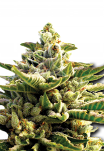 Super OG Kush Feminized Cannabis Seeds