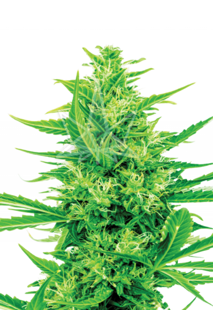 super silver haze cbd seeds 800x1166 1