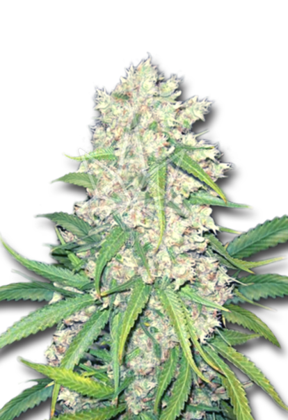 super silver haze feminized seeds